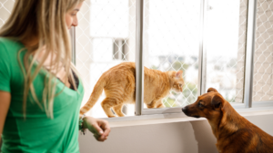 Como definir qual a rede de proteção escolher para gatos?