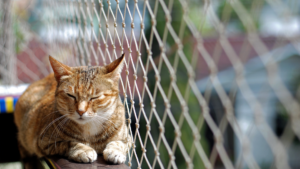 Gato consegue rasgar ou morder a rede de proteção? O guia completo para evitar acidentes e proteger seu pet