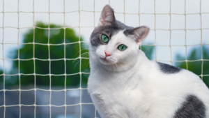 Qual a malha ideal para gatos e filhotes: 3×3 ou 5×5? O Guia definitivo para proteger seu pet
